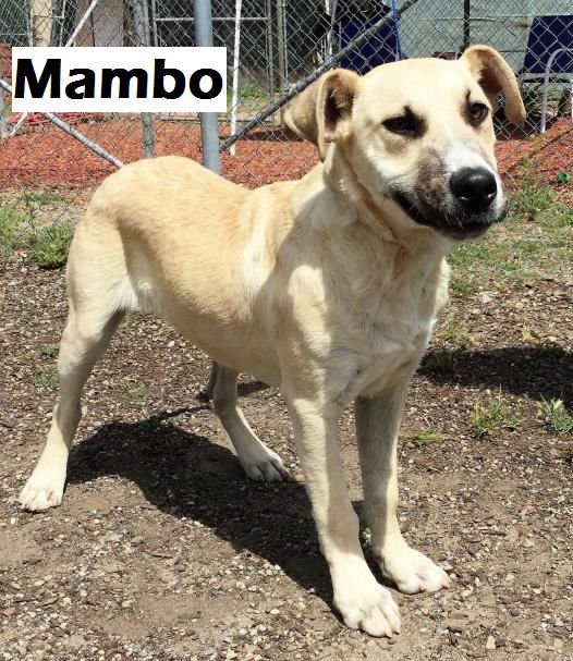 Mambo